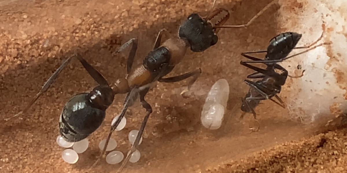 Unveiling the Aussie Ant Monarchs: Mother Nature's Majestic Queens