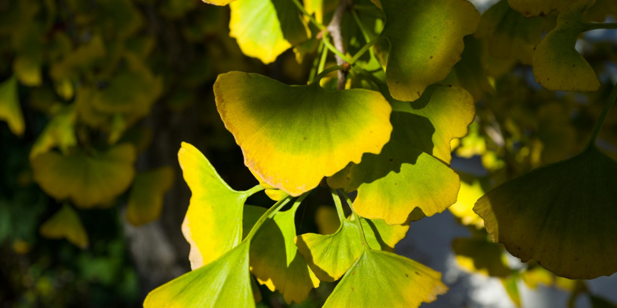 Zukünftige Forschung und Entwicklungen bei Ginkgo biloba zur Behandlung von Erektionsstörungen